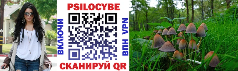 где найти   Губаха  Псилоцибиновые грибы Psilocybe 